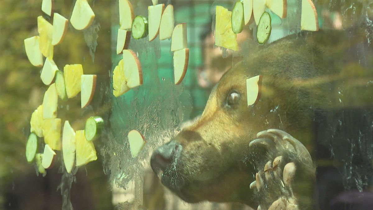 周南市徳山動物園の人気者マレーグマのマーヤ（19歳）の誕生日会が開かれる