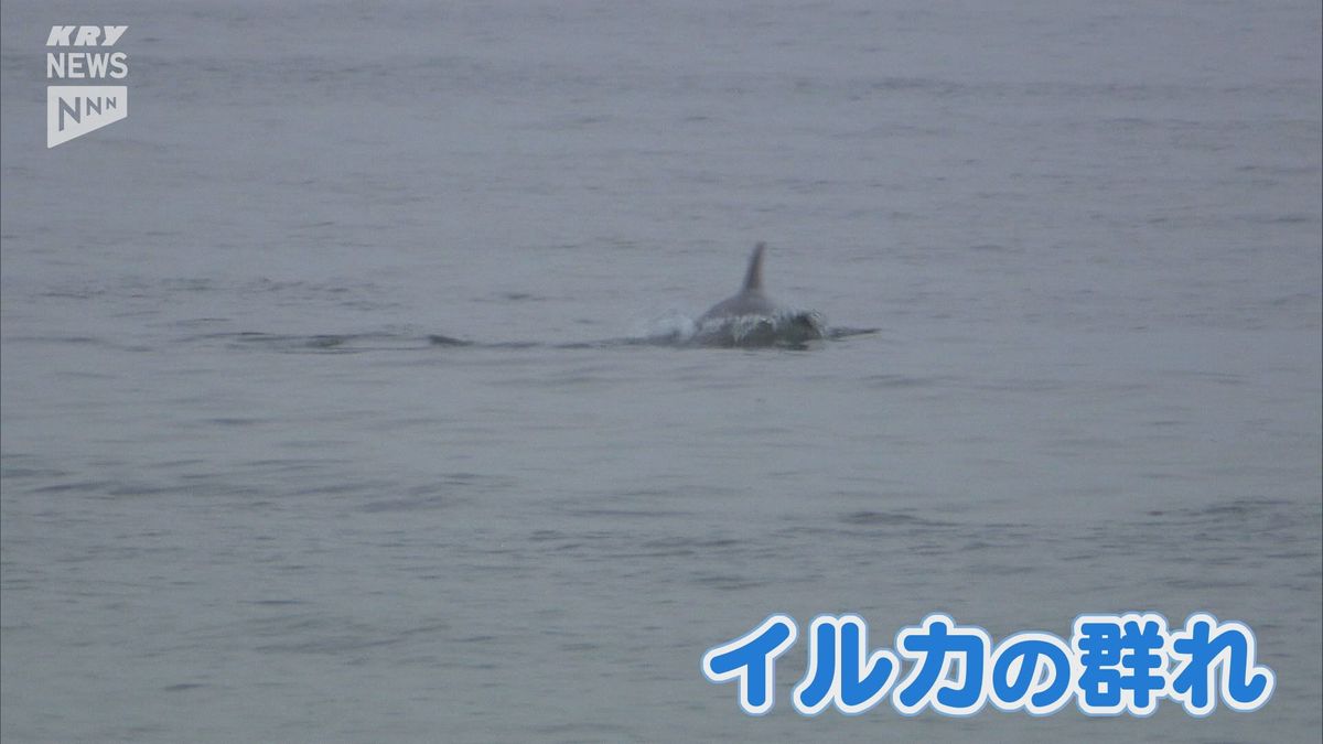 運が良ければ出会えるかも 岩国市の海岸にイルカの群れ