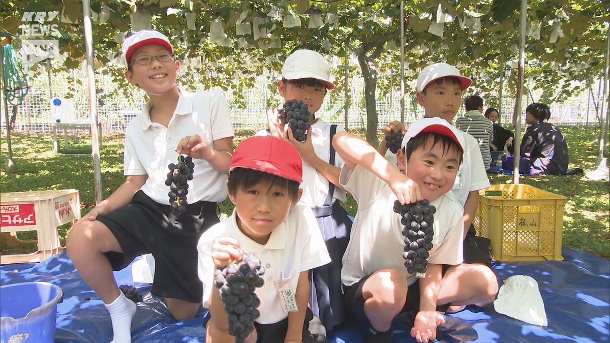 昔懐かしい味「キャンベル・アーリー」　柳井市の観光ブドウ園がオープン！　小学生もブドウ狩り