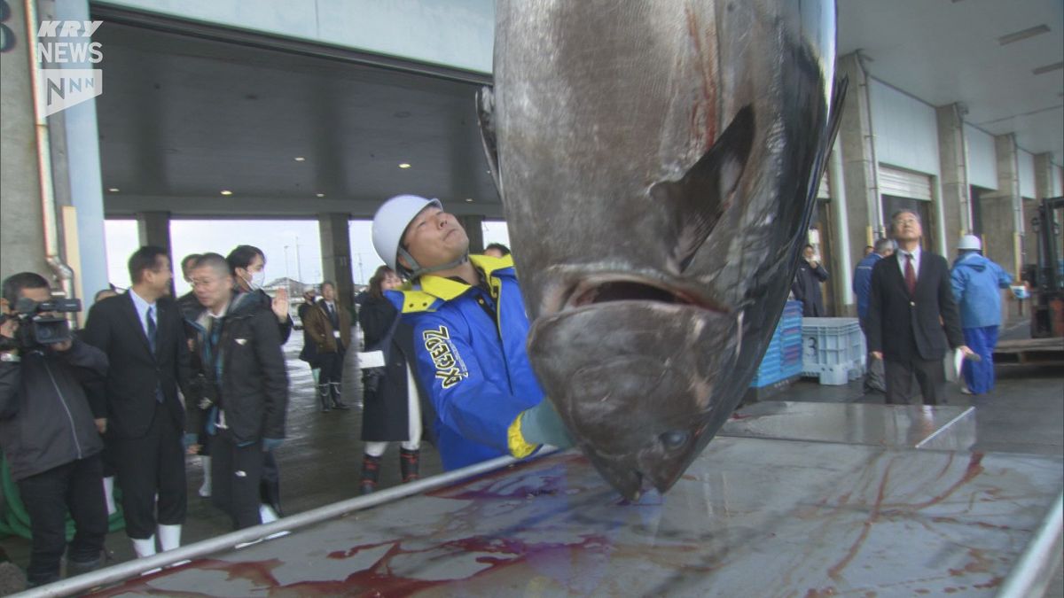 重さ155,4キロ！仙崎湾で養殖したクロマグロの出荷始まる　大洋エーアンドエフ