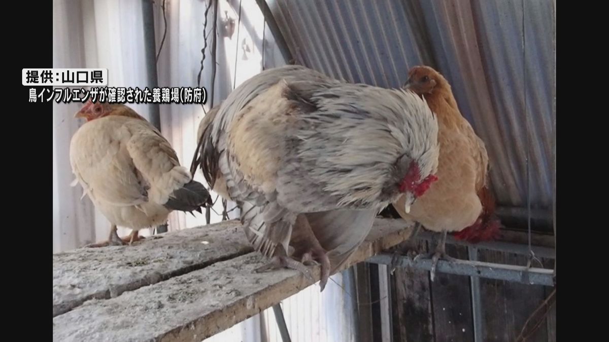 養鶏などの搬出制限解除 防府での鳥インフルエンザ…周辺の発生確認されず