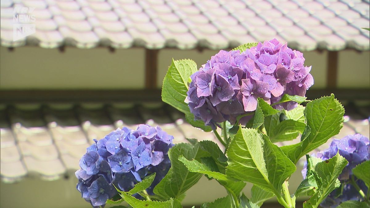 アジサイとお菓子を同時に堪能!柳井市で恒例の「あじさい祭り」はじまる