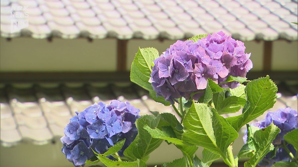 アジサイとお菓子を同時に堪能！柳井市で恒例の「あじさい祭り」はじまる