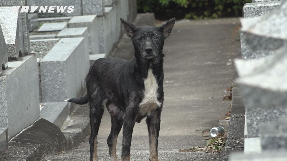 野犬へのエサやりを注意された女　周南市役所勤務の男性を殴り公務執行妨害容疑で逮捕