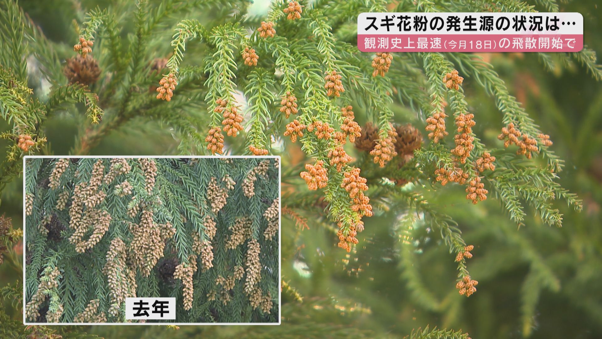 スギ花粉の発生源に行ってみた！史上最早のスギ花粉飛散開始宣言で