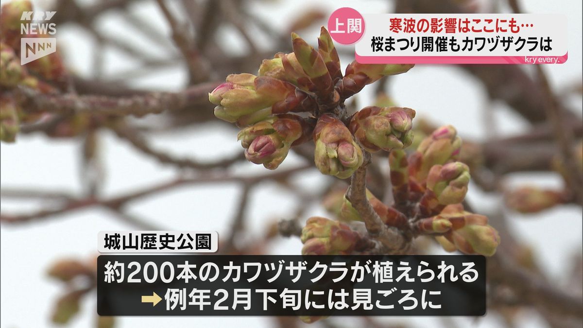 強烈寒波の影響？全く咲いていないカワヅザクラ・名所で知られる上関町で桜まつり開催（山口県）