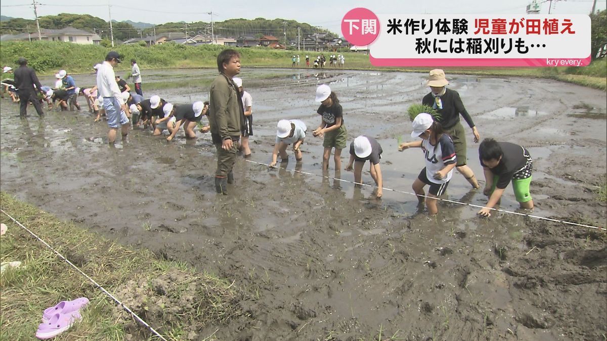 大きく育っておいしくなれ！下関・文関小学校の5年生が田植えを体験