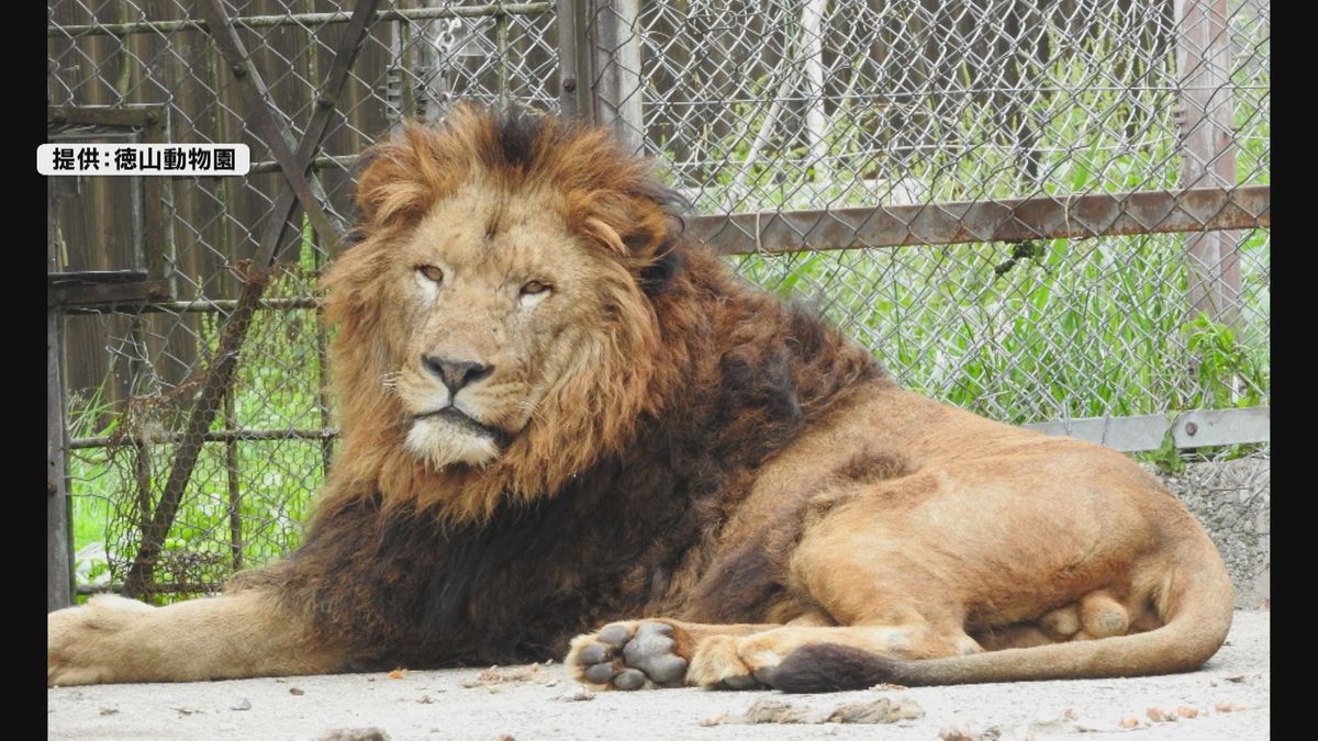 徳山動物園にオスのライオン「リント」が仲間入りへ～7月4日到着予定