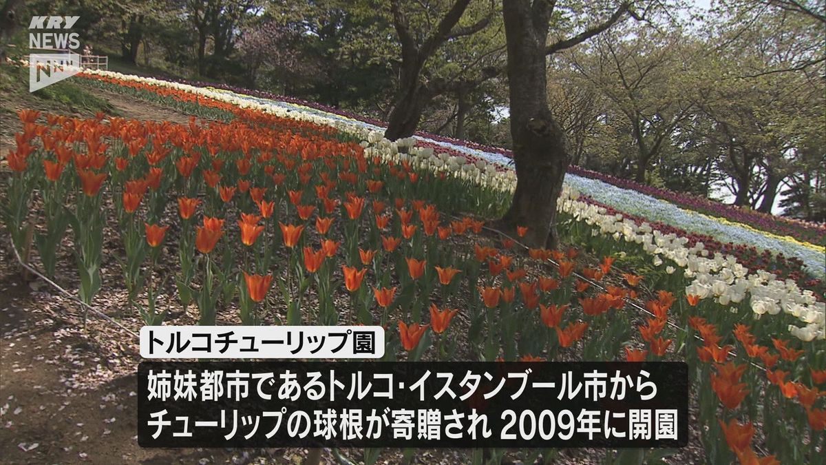 いまが見頃！下関・火の山のトルコチューリップ園　4万本のチューリップが満開に