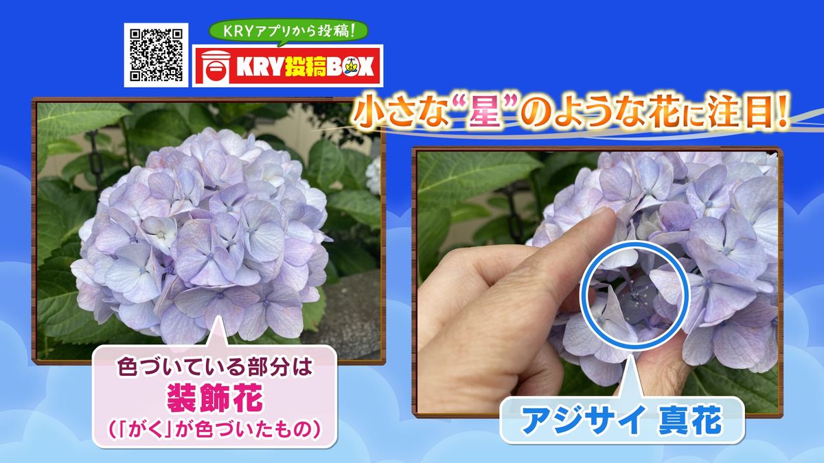 アジサイの「花」に注目！