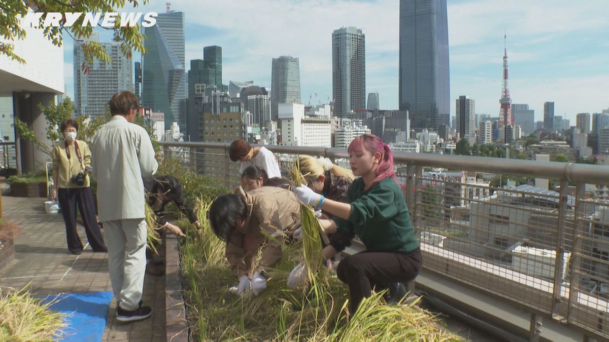 稲刈りが行われたのは…？なんと東京・六本木のビルの上！稲わらは山口・防府天満宮に送られしめ縄に…