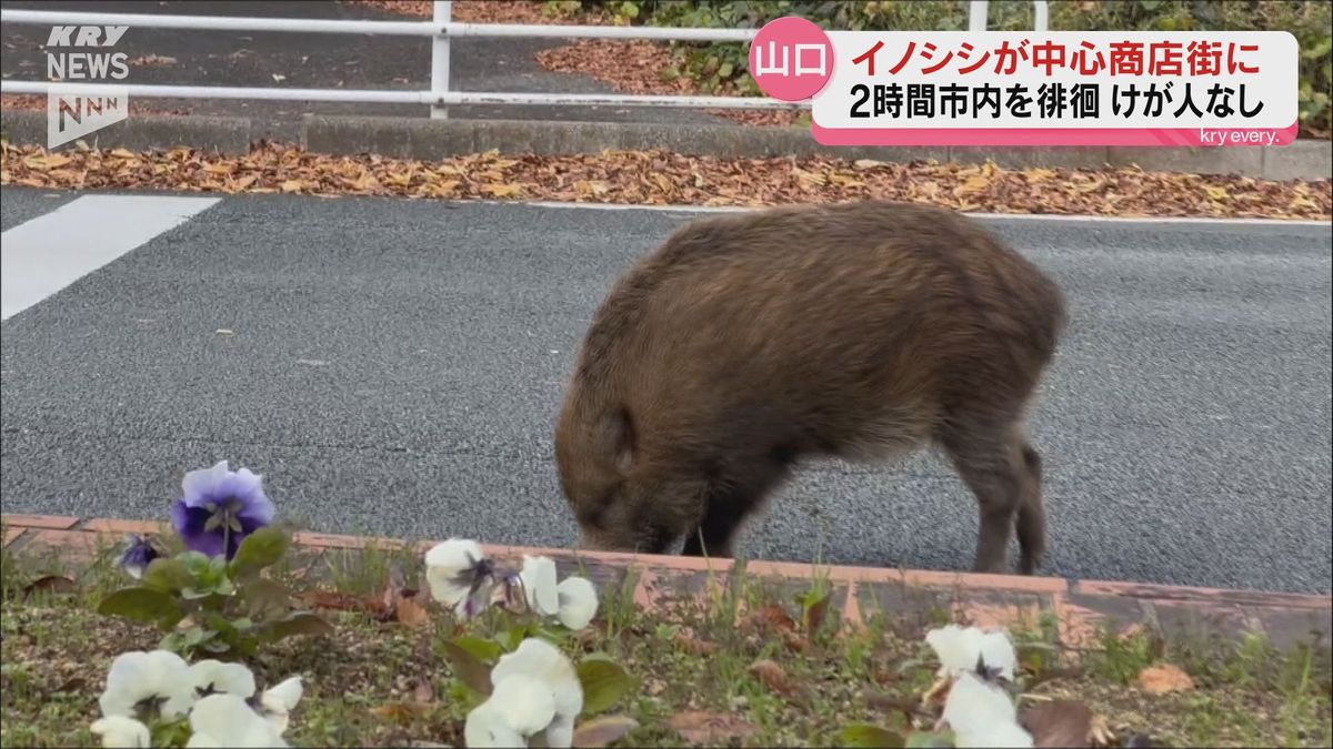 記者が昼食をとりに中心市街地へ…遭遇したのは体長１ｍ、成獣のイノシシ