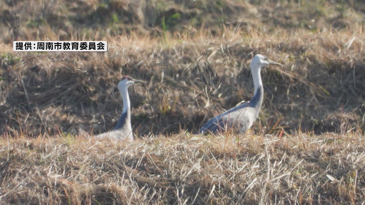 新たにナベヅル2羽が飛来～本州唯一の越冬地・周南市八代盆地～今シーズンの飛来数は4羽に