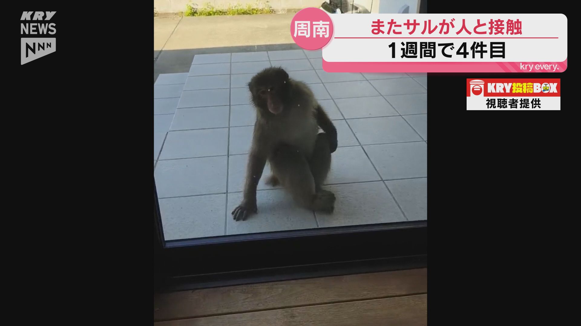 周南市で女性がサルにズボンを引っ張られる 周南市ではサルが人と接触