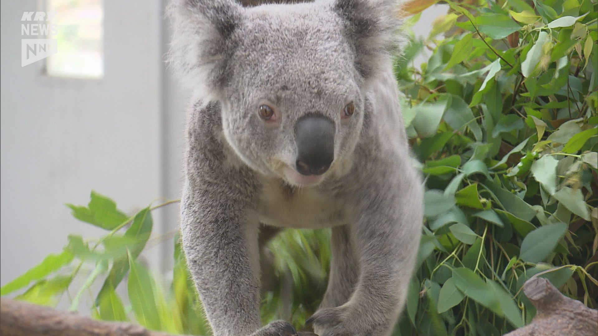 コアラを徳山動物園に！市が誘致に向け調査進める 知名度向上にも期待