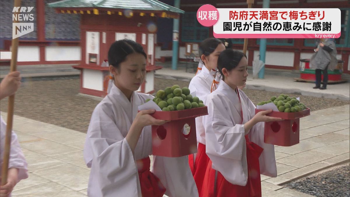 自然の恵みに感謝　防府天満宮で園児たちが「梅ちぎり」