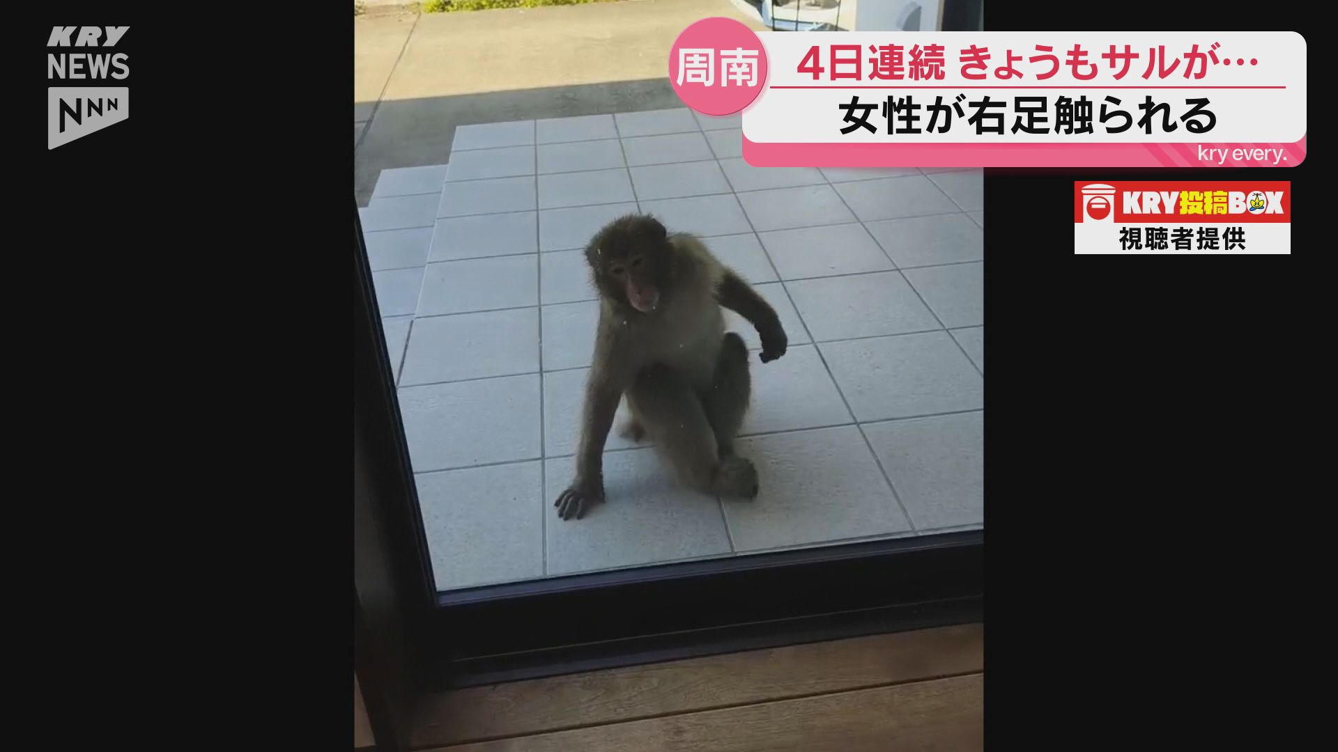 猿 サルと人との接触は4日連続に 周南市内の路上で女性がサルに右足を触