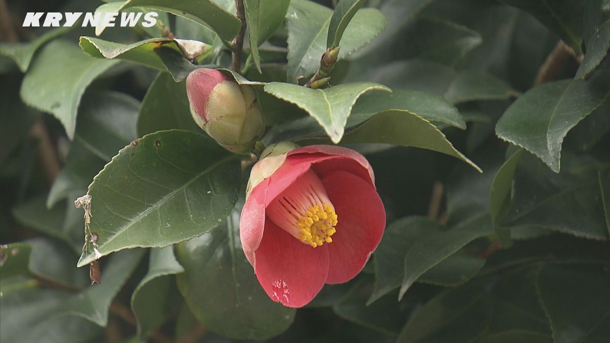 伐採したツバキに花 萩・笠山椿群生林を再生させる取り組み