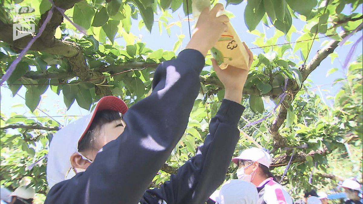 美祢市秋芳地区の「梨下村塾」　全校児童で梨の大袋かけ