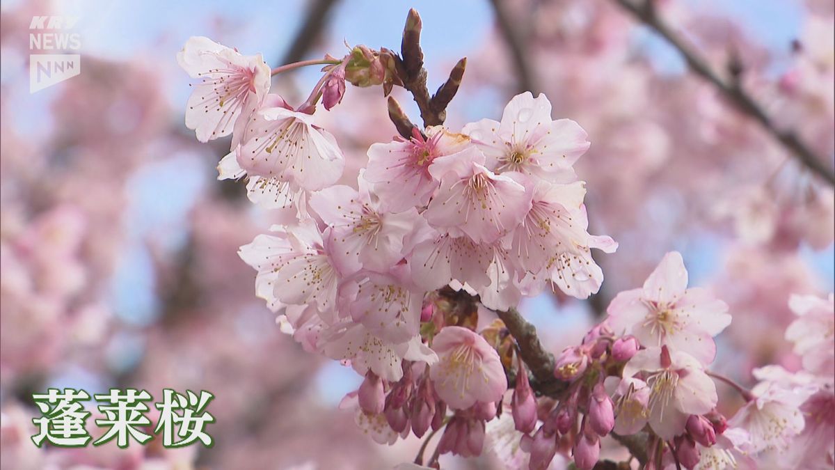樹齢100年を超える「防府市向島の寒桜」が満開を迎え、9日から一般公開
