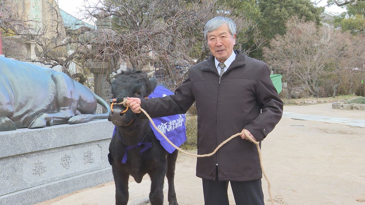 当選確率は9万9000分の１！生きた牛があたる牛替神事　ことしは防府市の男性（78）が見事当選！