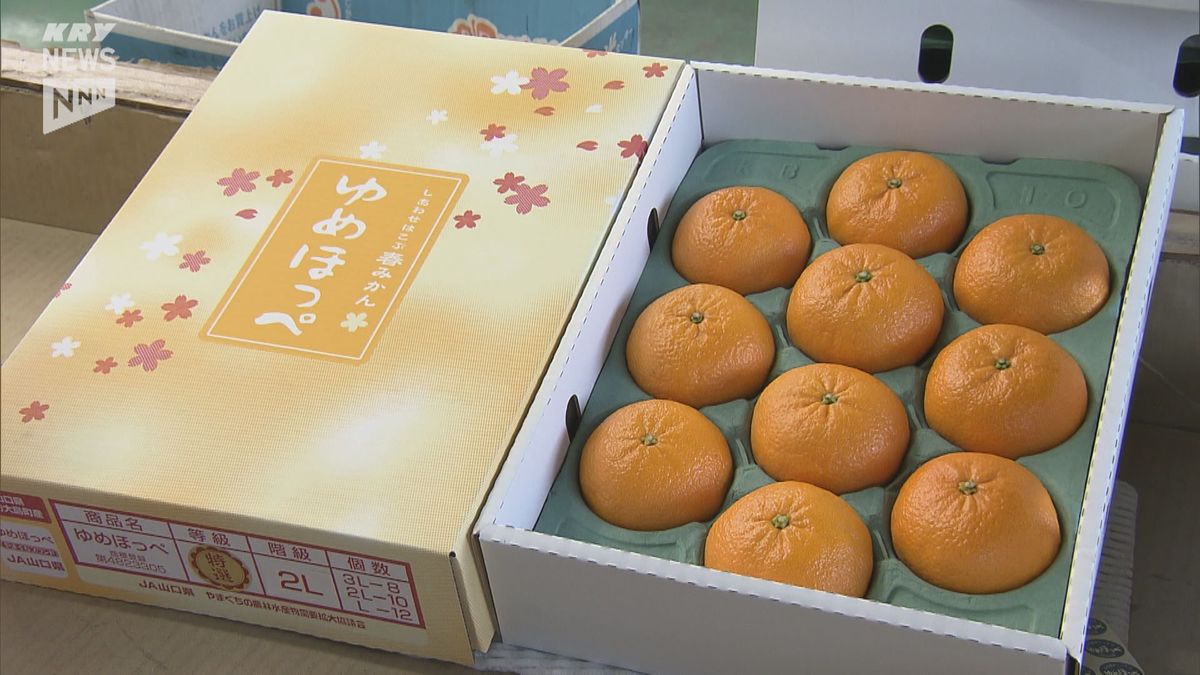 ほっぺたが落ちそうなほど美味しい柑橘！山口県オリジナルの「ゆめほっぺ」出荷始まる