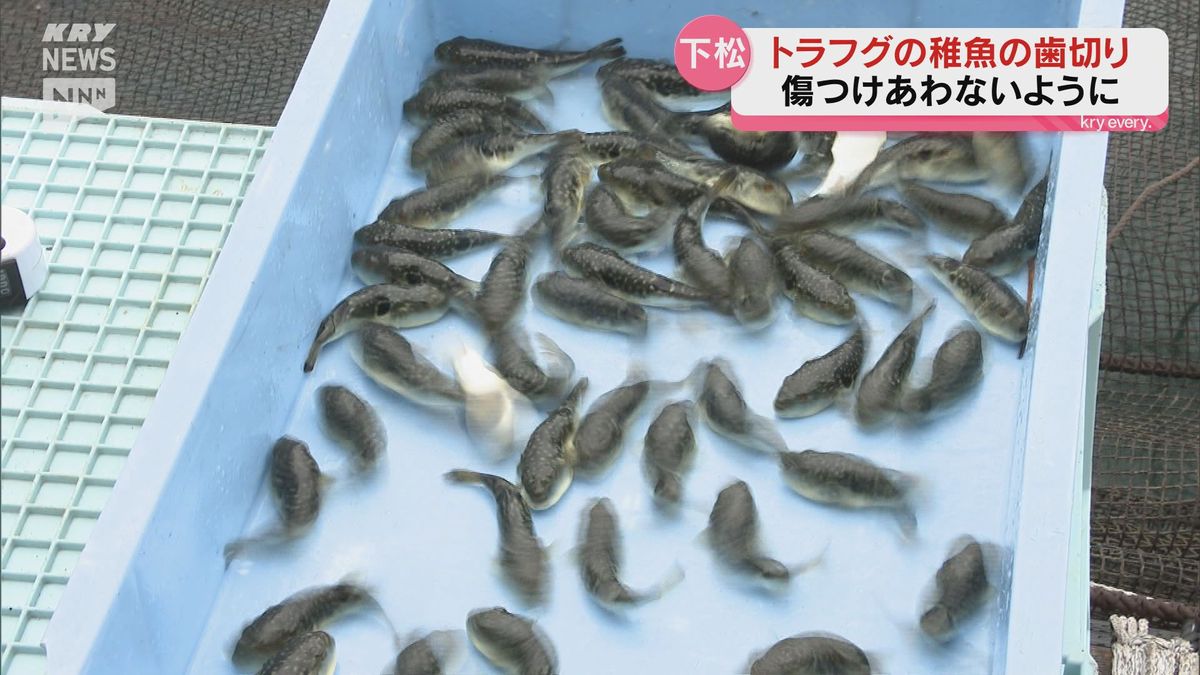 傷つけあわないように…養殖トラフグの稚魚の「歯切り」~下松・栽培漁業センター~