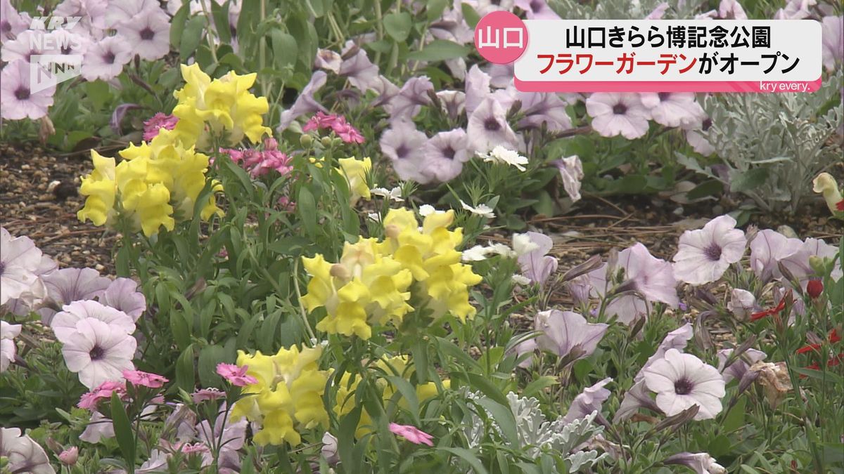 風に吹かれ…花を見ながらリモートワークも！山口きらら博記念公園に「フラワーガーデン」がオープン　山口市阿知須