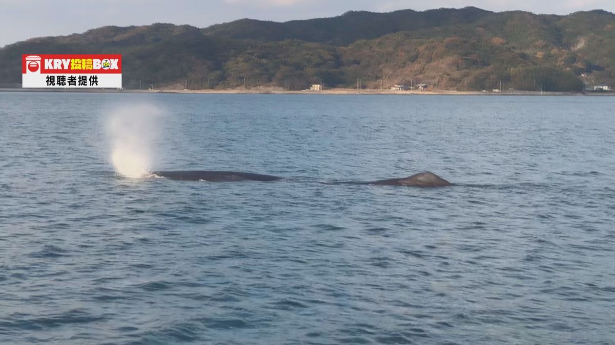 【山口】「ことしも来たな」瀬戸内海にマッコウクジラが…地元では冬の風物詩