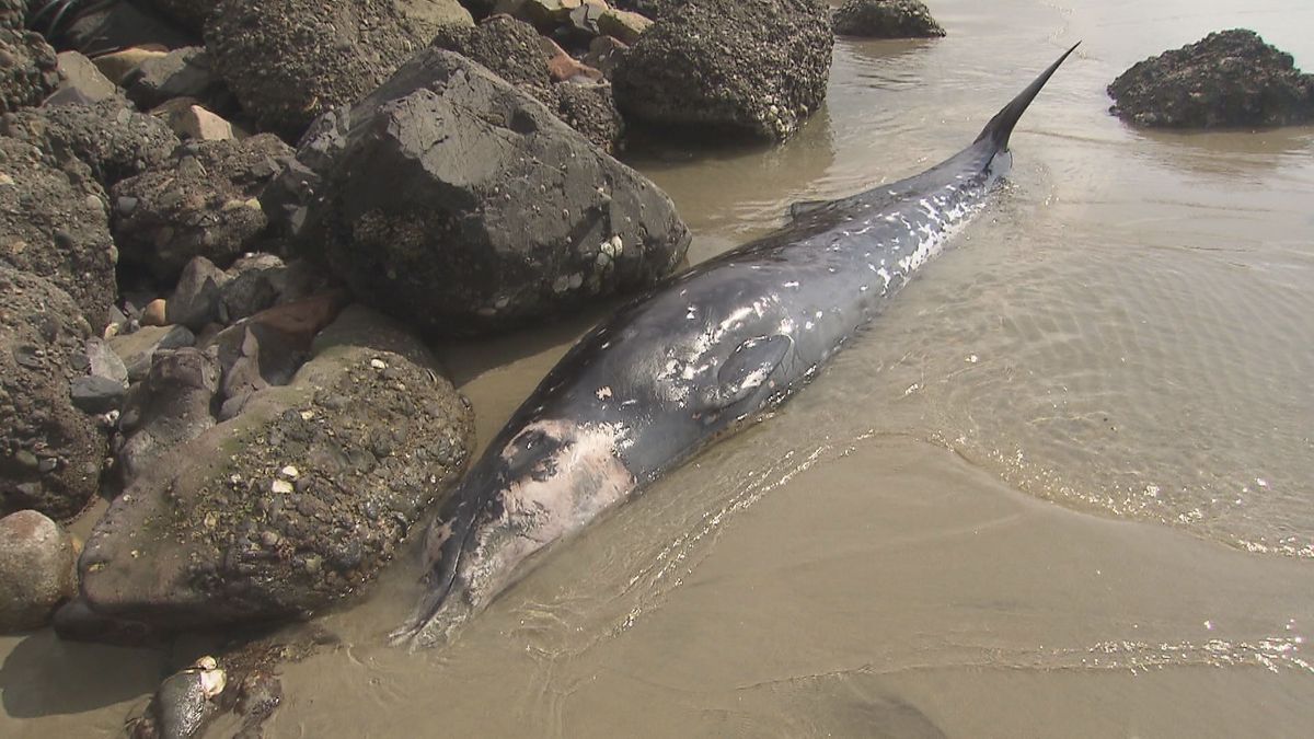 下関の海岸に死んだクジラが漂着 4.5メートルのメス