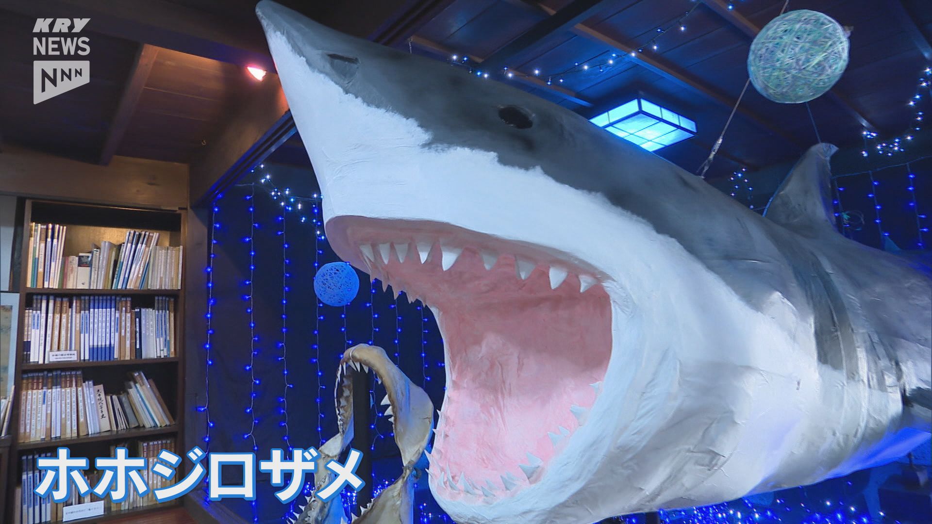 ホホジロザメの口の骨格標本ことしも展示！光ふるさと郷土館の企画展