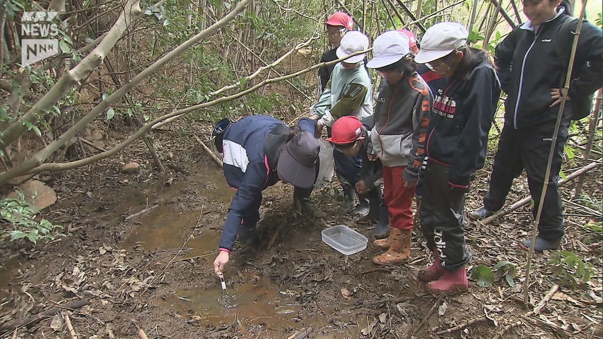 【絶滅危惧Ⅱ類】ヤマグチオオサンショウウオを守る！向津具小の児童が産卵地で卵を採取・山口県長門市