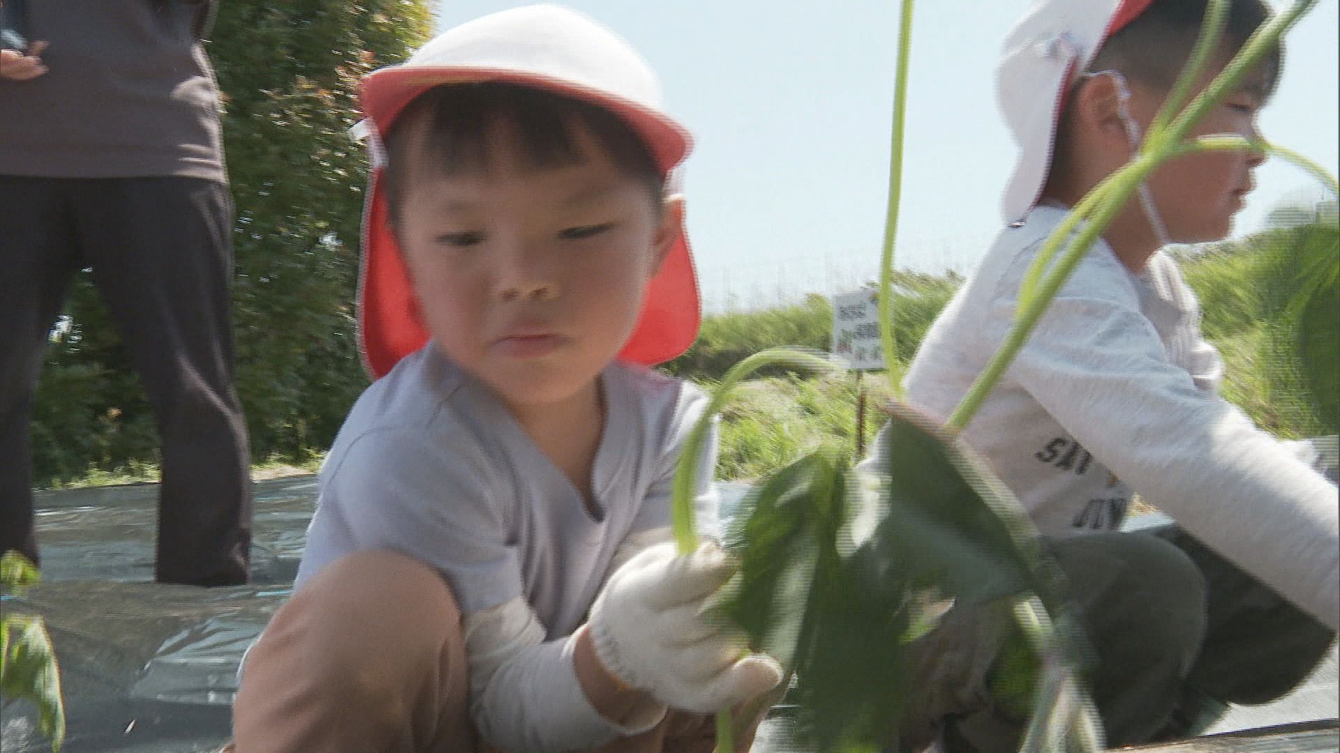 下松市で園児23人がサツマイモの苗植え、農業の大切さ学ぶ（2026年5月
