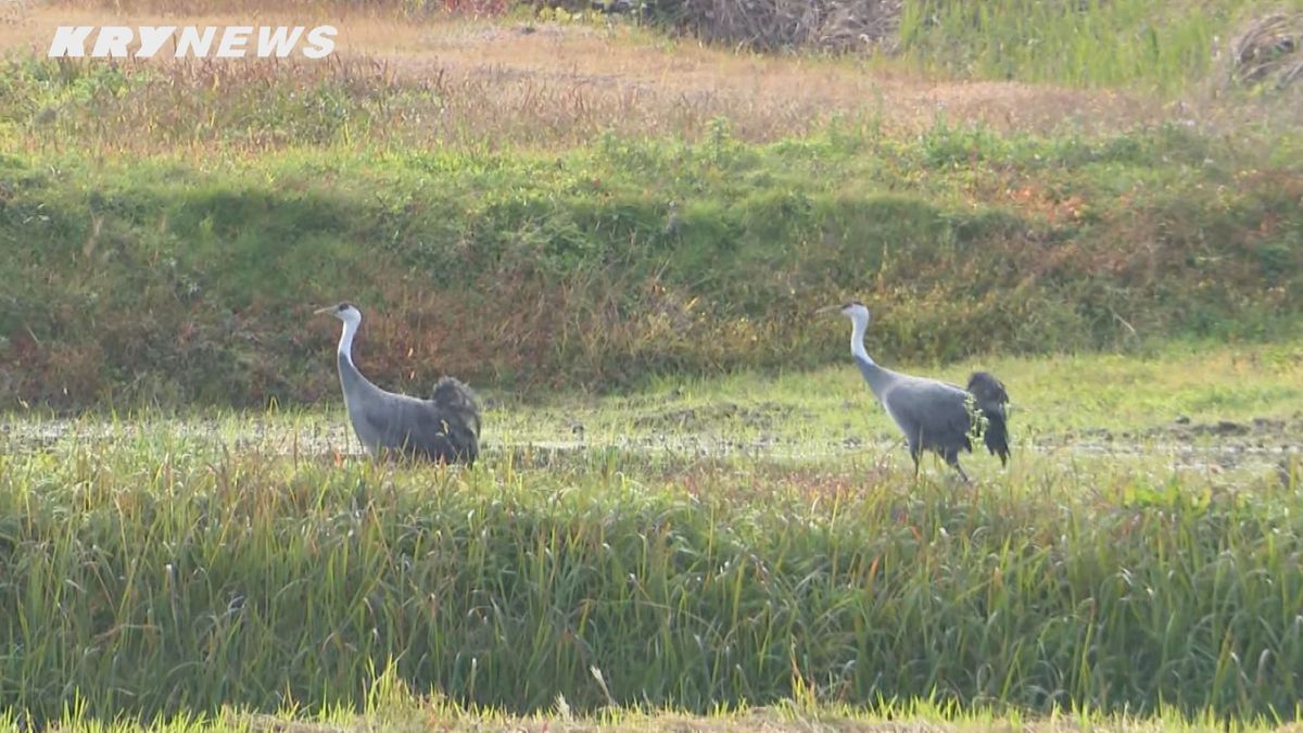 八代盆地に飛来したナベヅル3羽が飛び去る…今シーズンの飛来数は2羽に~山口・周南~