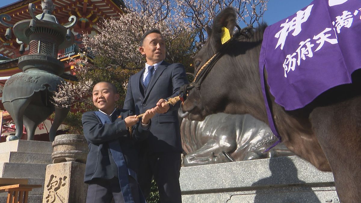 【防府天満宮】「牛とレスリングしたい」生きた牛が当たる“牛替神事”当選したのは小学5年生