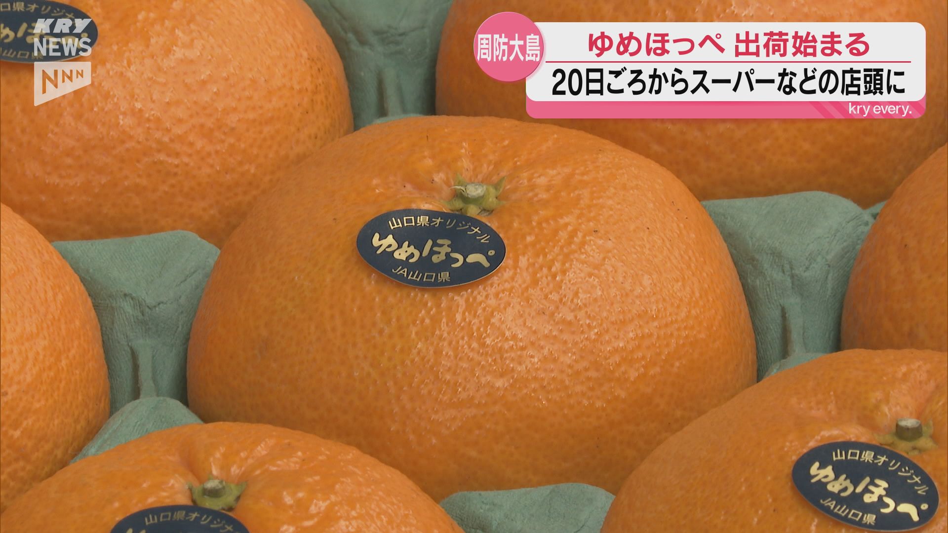 濃厚な甘みでほっぺが落ちるほどおいしい！山口県オリジナル柑橘「ゆめ