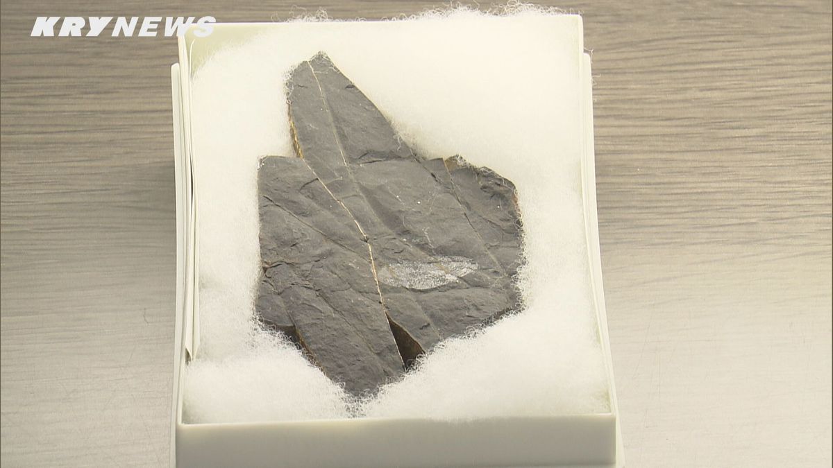 「新属新種かつ日本最古のアミメカゲロウ目の化石」美祢で発見