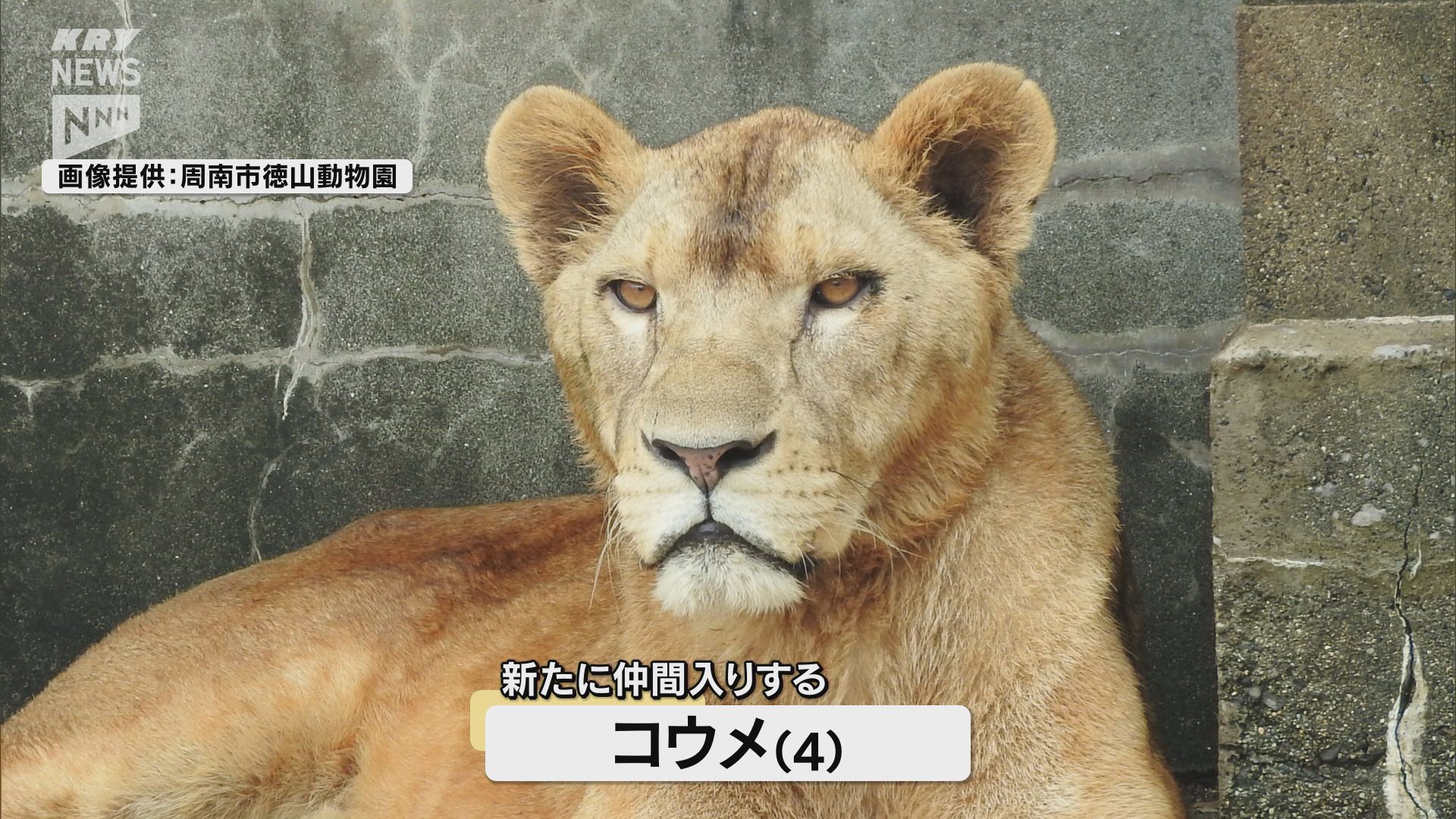 徳山動物園にライオン「コウメ」が仲間入りへ！温厚で穏やかな性格