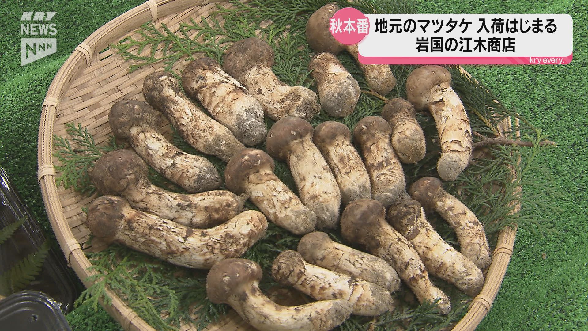 国産松茸 山口県産 704g｜野菜