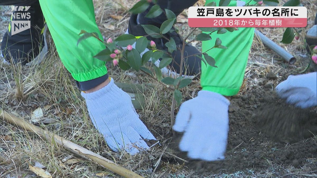 ツバキを植樹し下松・笠戸島に新たな観光地を！椿ロードプロジェクト