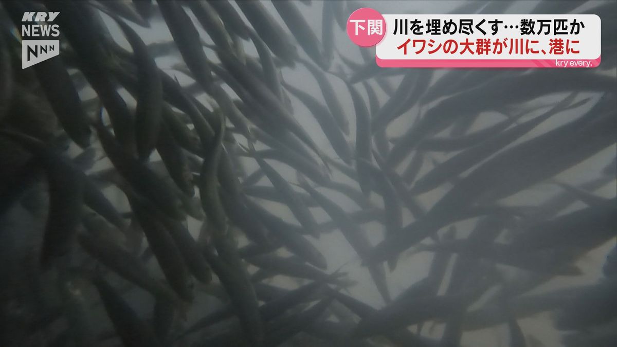 川が真っ黒!下関・武久川に押し寄せたのは数万匹?のイワシ