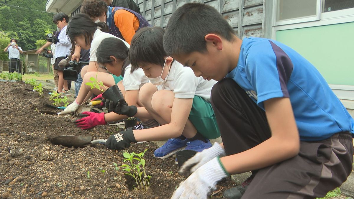 「藍染」を再び盛り上げよう！山口県内有数の藍染の産地だった萩・川上地区　児童が苗植えを体験