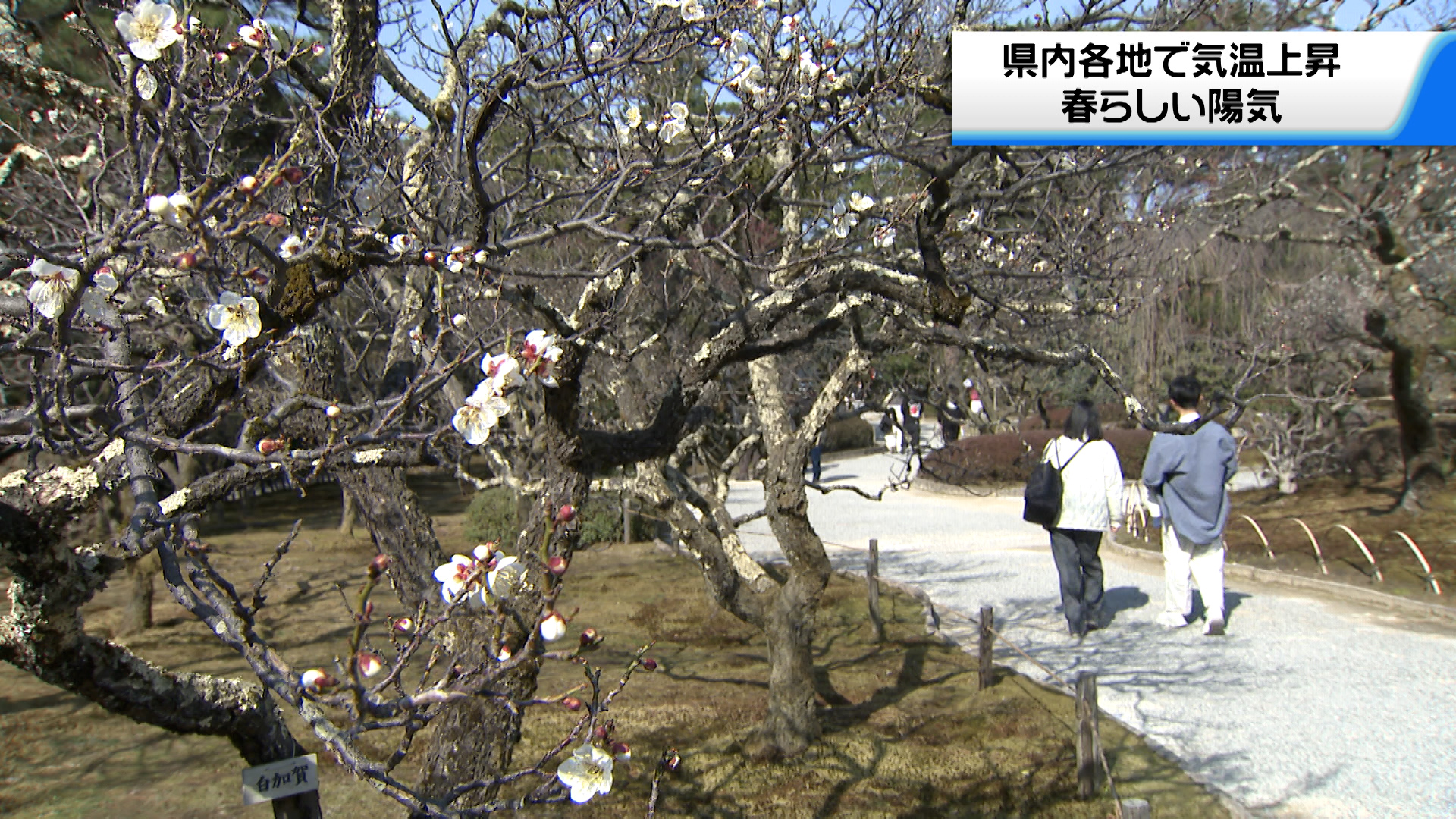 石川県4月中旬から下旬並みの暖かさに　兼六園では梅の花が咲き始める