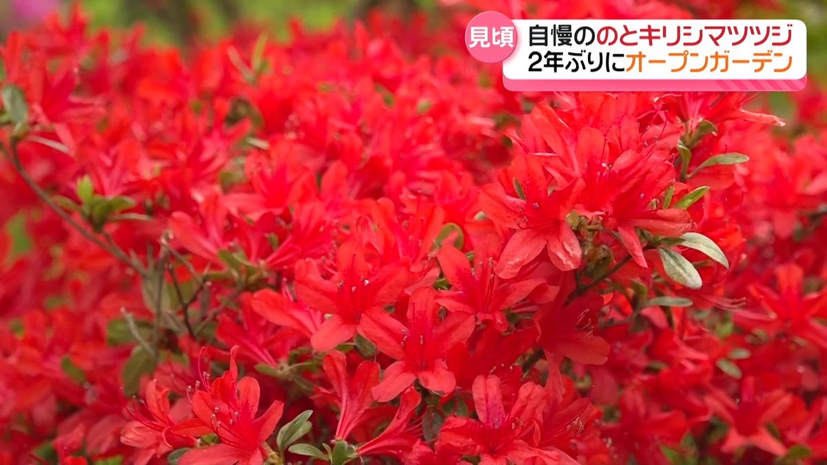 地震に負けないで咲いてくれました」 能登を彩る“のとキリシマツツジ