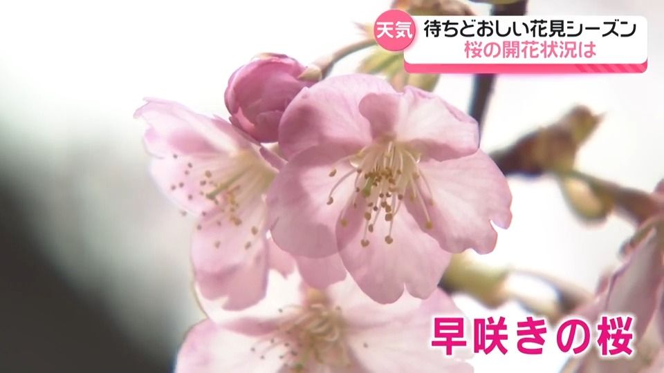 石川県内気になるサクラの開花は…ソメイヨシノはまだつぼみ、早咲き