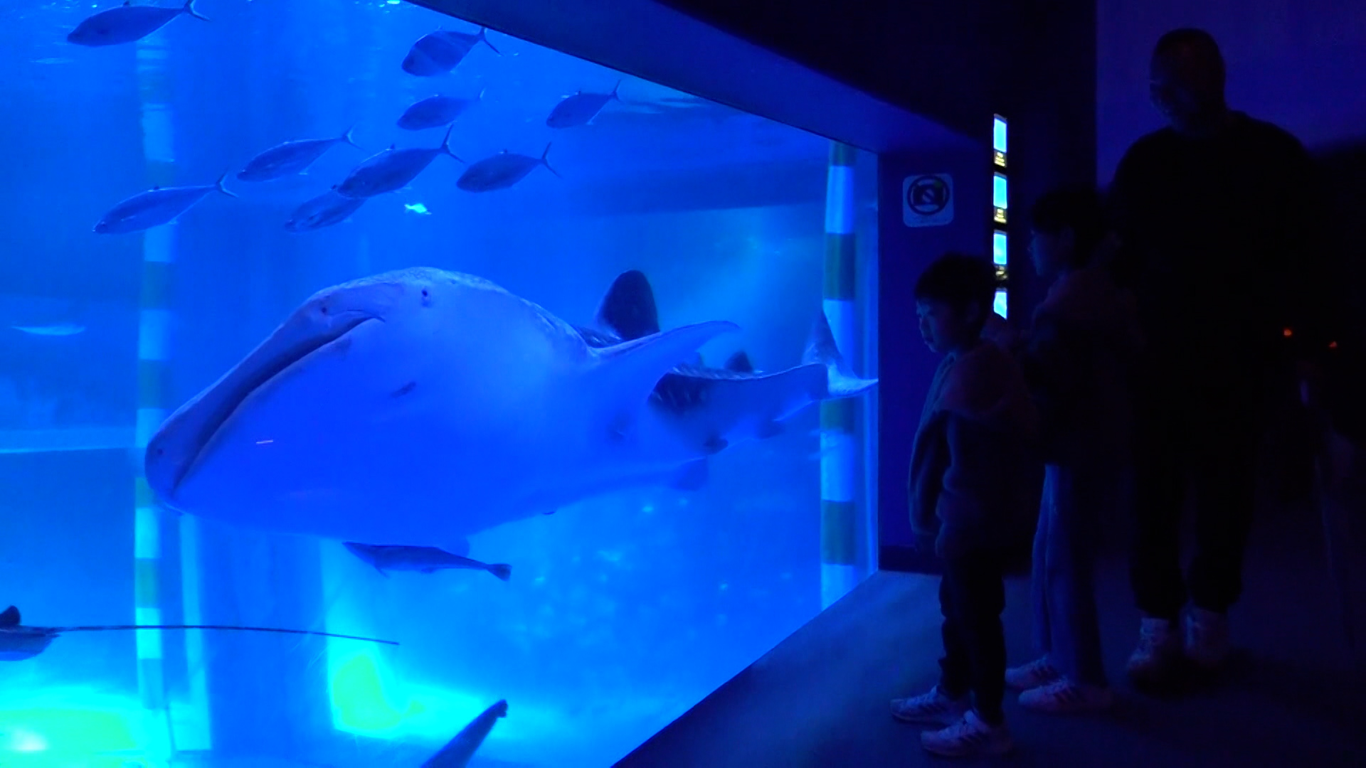 石川ののとじま水族館 ジンベエザメ展示再開から1周年 水族館が