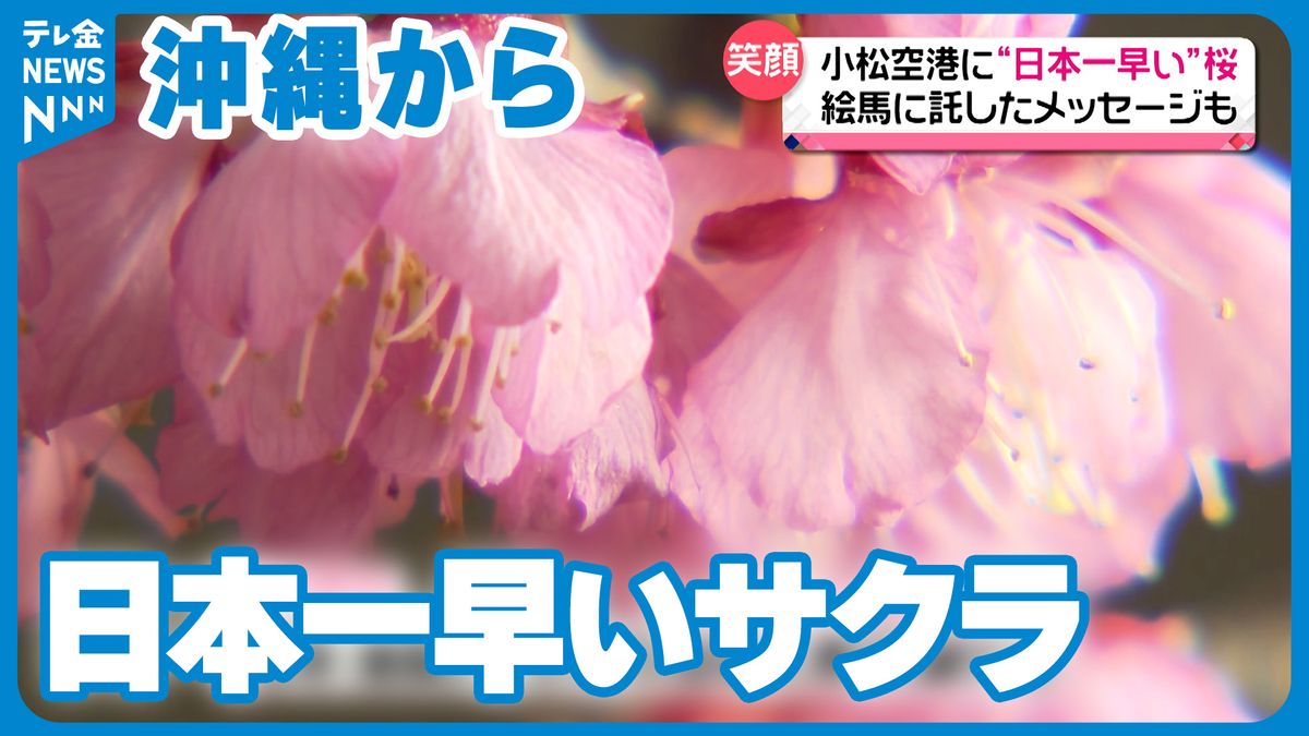 「日本一早い桜」小松空港に展示　沖縄県本部町で咲いた『琉球寒緋桜』届く