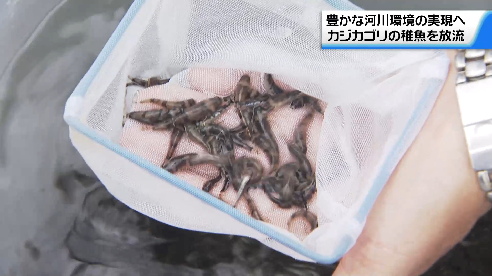 “カジカゴリ”稚魚1万2千匹　金沢の河川に放流　生息数は徐々に回復傾向