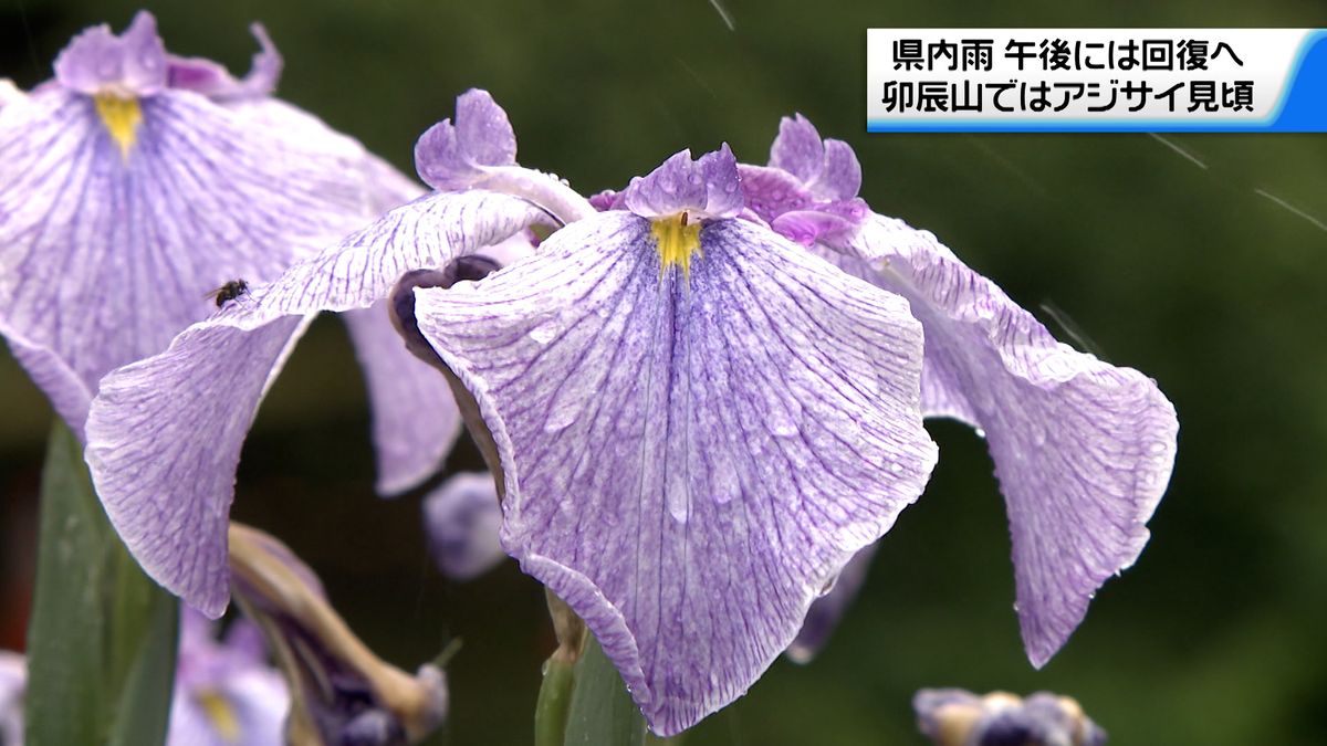 石川県内各地で雨も　卯辰山彩るハナショウブが見ごろ　天気は次第に回復か