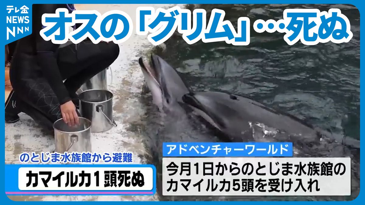 県外避難のイルカ死ぬ　のとじま水族館から和歌山へ　高齢のオス“グリム”、死因分からず